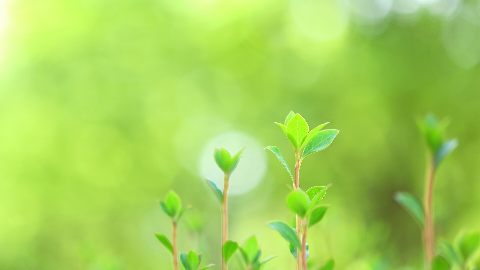 種を蒔いて芽が出る